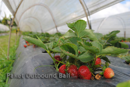 dikubu strawberry farm